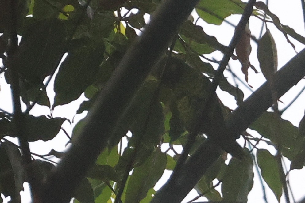 Yellow-cheeked Lorikeet - ML642049635