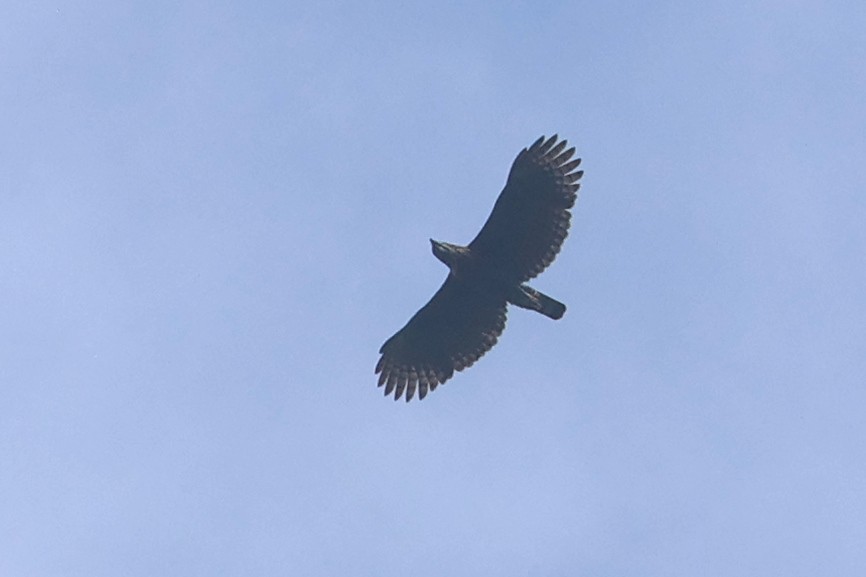 Sulawesi Hawk-Eagle - ML642049650