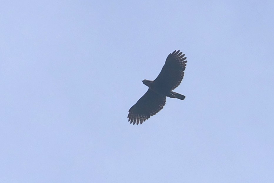 Sulawesi Hawk-Eagle - ML642049651