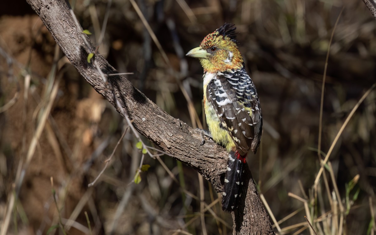 Tepeli Barbet - ML642049656