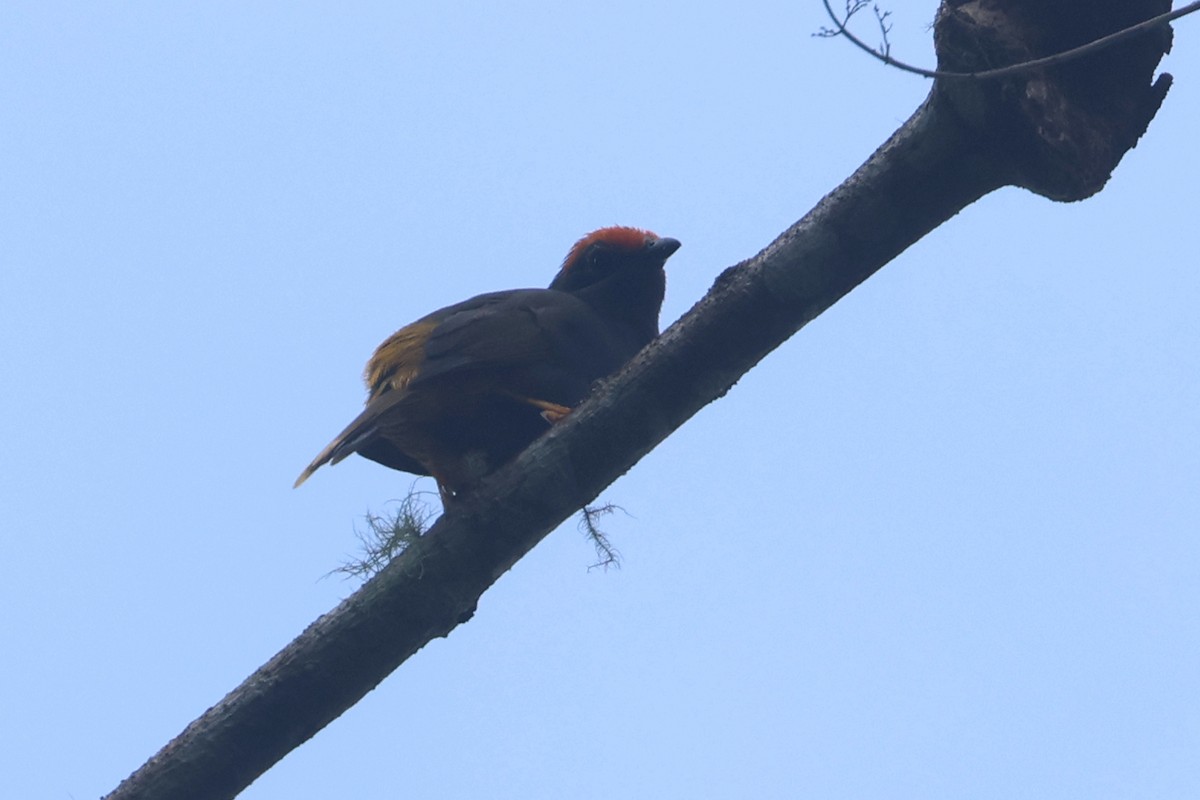 Fiery-browed Myna - ML642049662