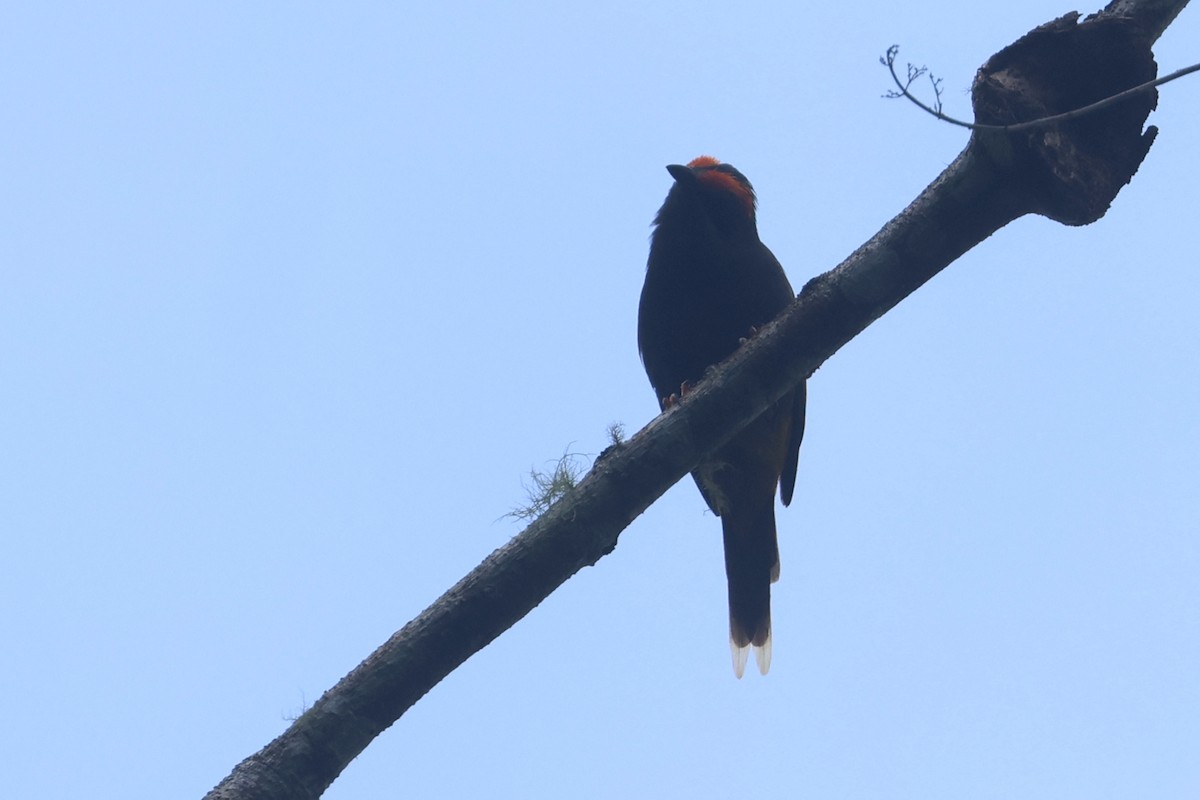 Fiery-browed Myna - ML642049663