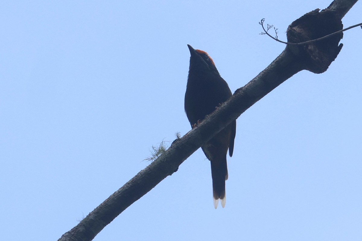 Fiery-browed Myna - ML642049664