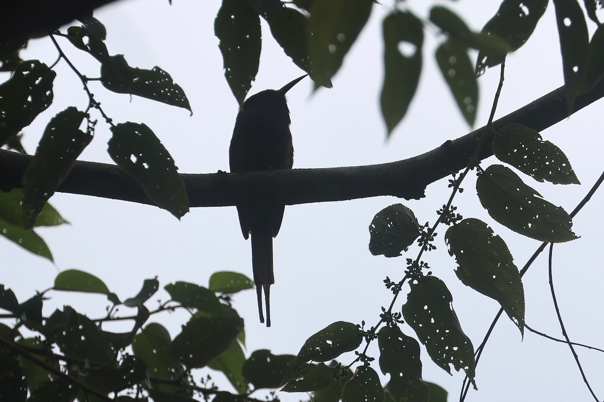 Purple-bearded Bee-eater - ML642049665