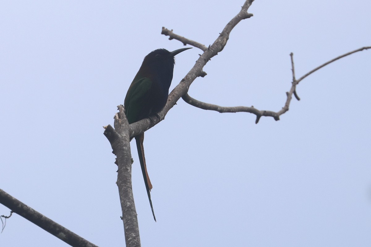 Purple-bearded Bee-eater - ML642049666