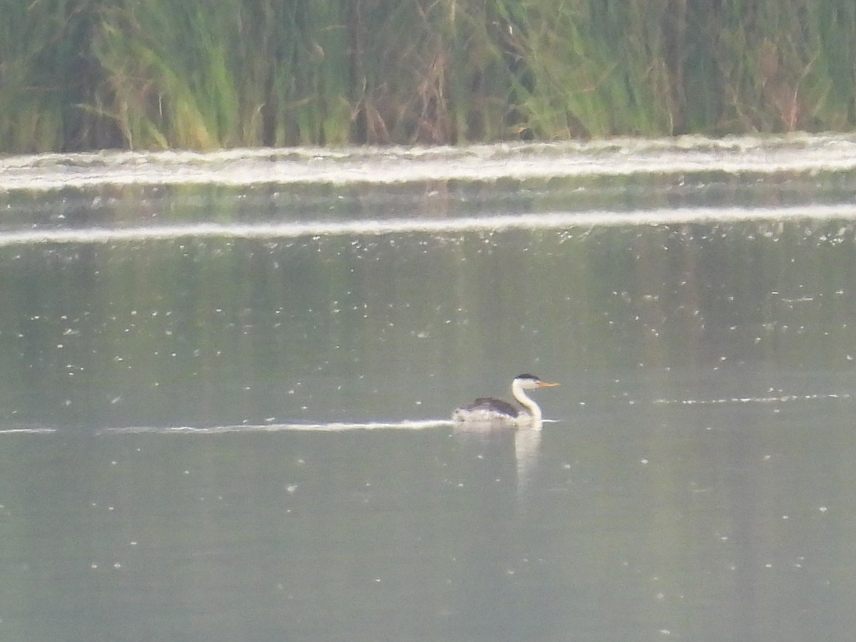 Clark's Grebe - ML642049670