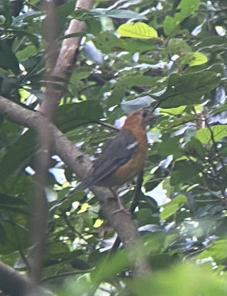 Orange-headed Thrush - ML642049672