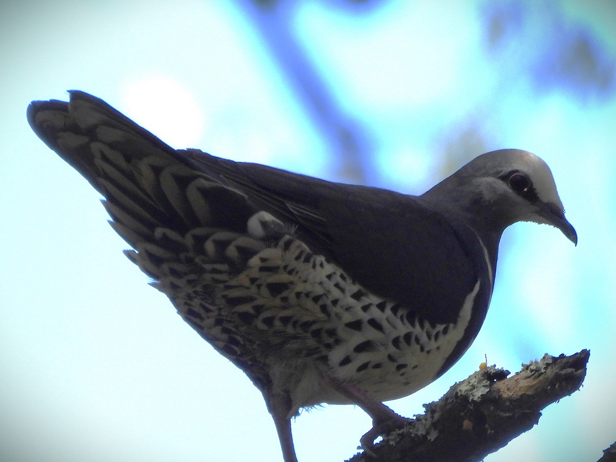 Wonga Pigeon - ML642049674