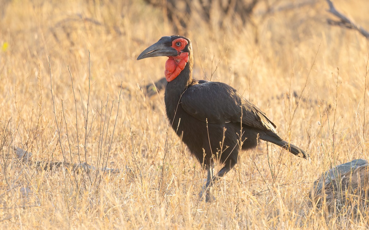 Southern Ground-Hornbill - ML642049675