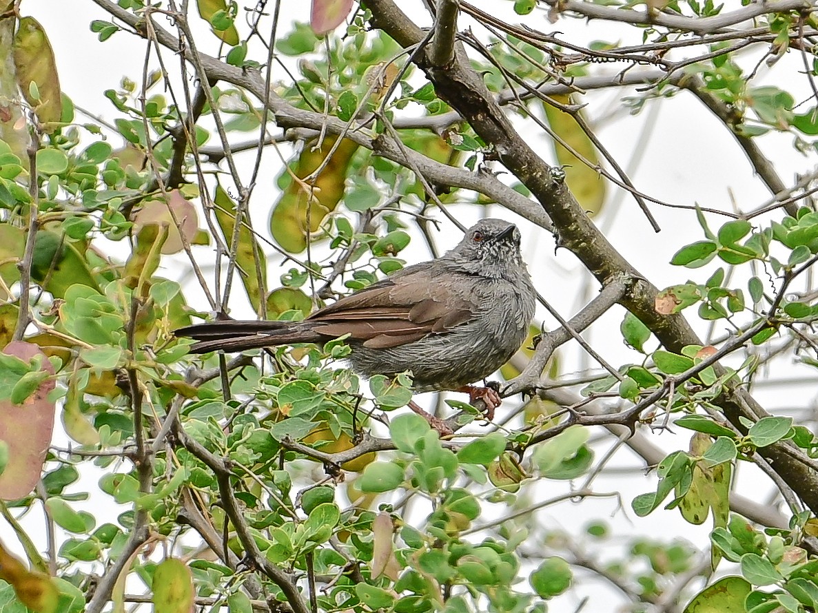 Gray Wren-Warbler - ML642049679