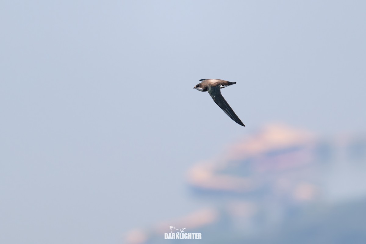 White-throated Needletail - ML642049681