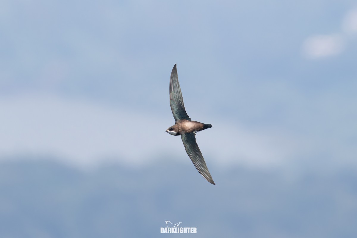 White-throated Needletail - ML642049682