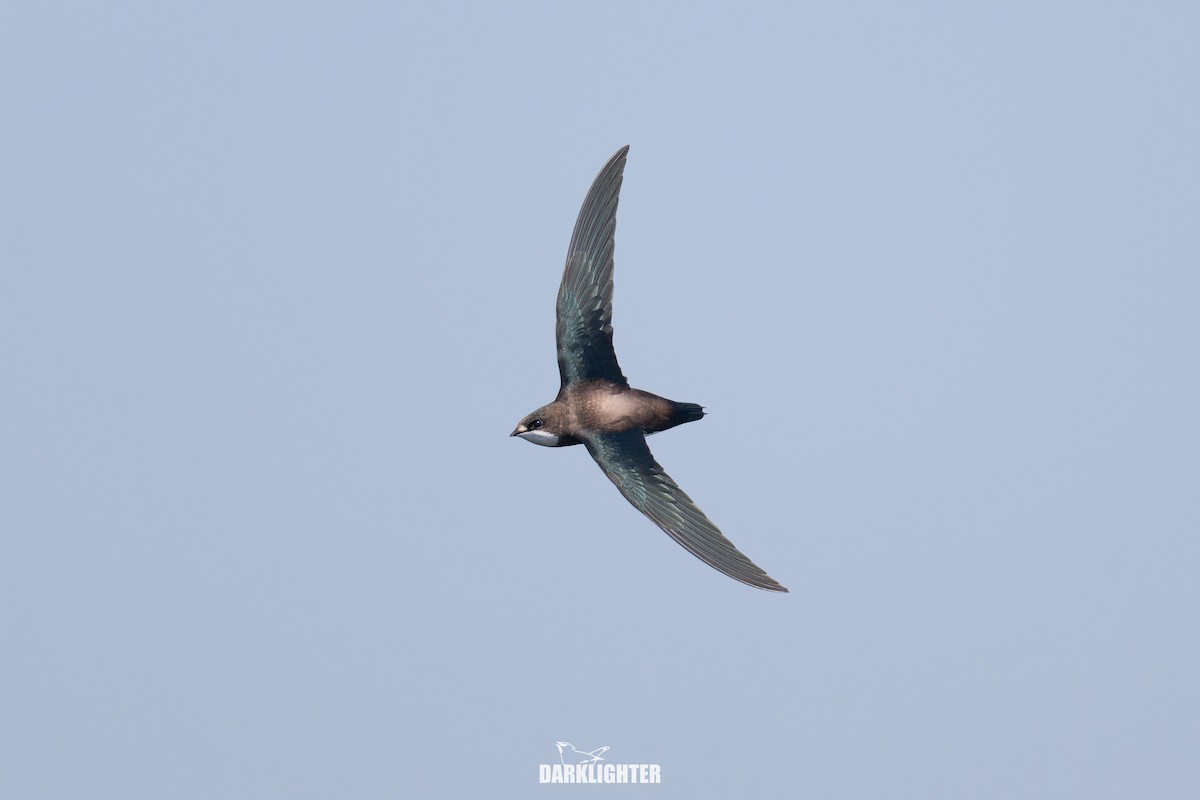 White-throated Needletail - ML642049683