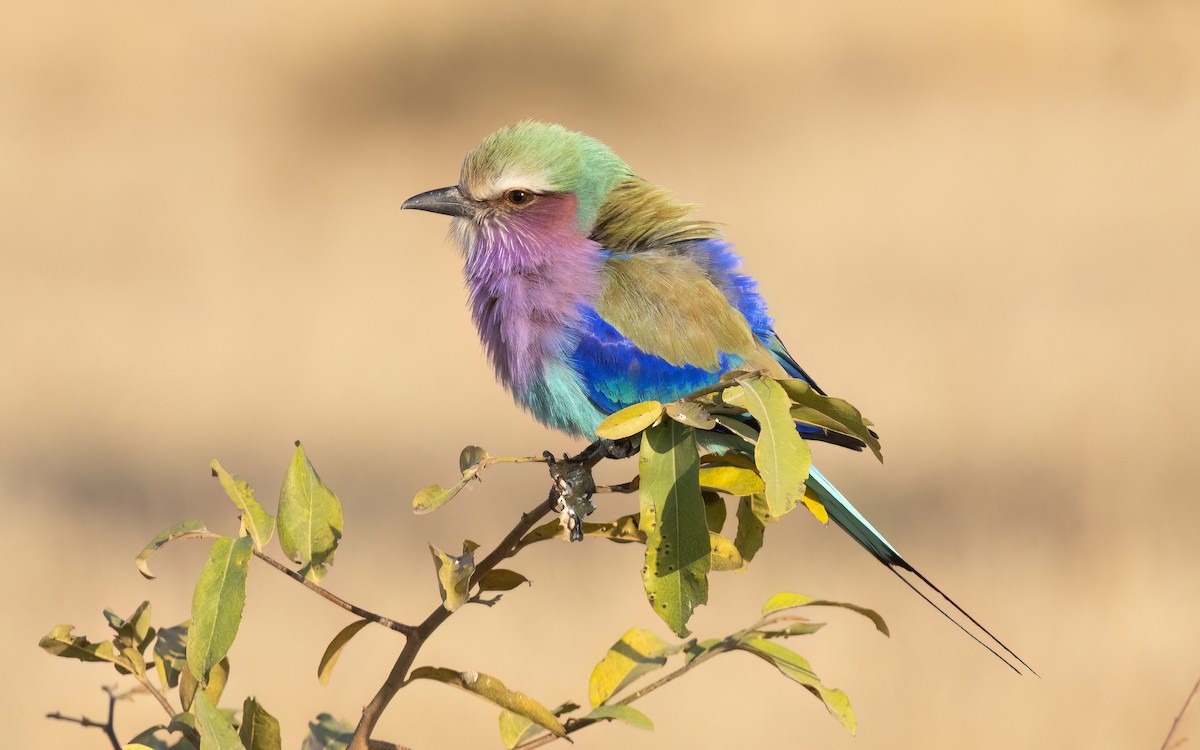 Lilac-breasted Roller - ML642049684