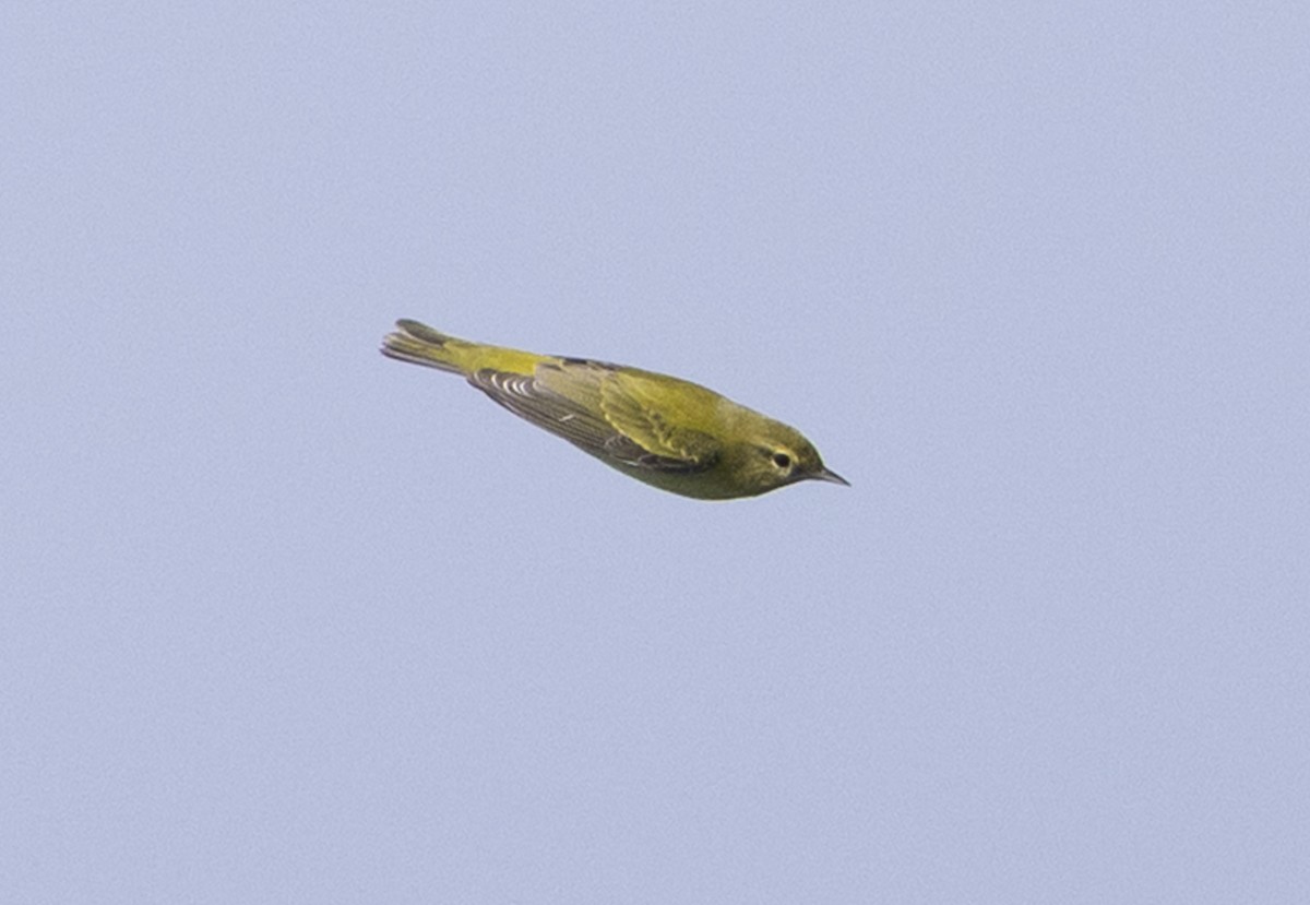 Tennessee Warbler - ML642049685