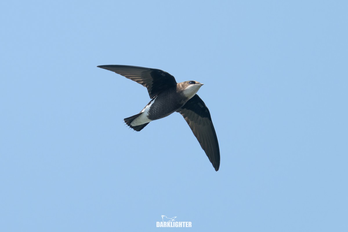 White-throated Needletail - ML642049686