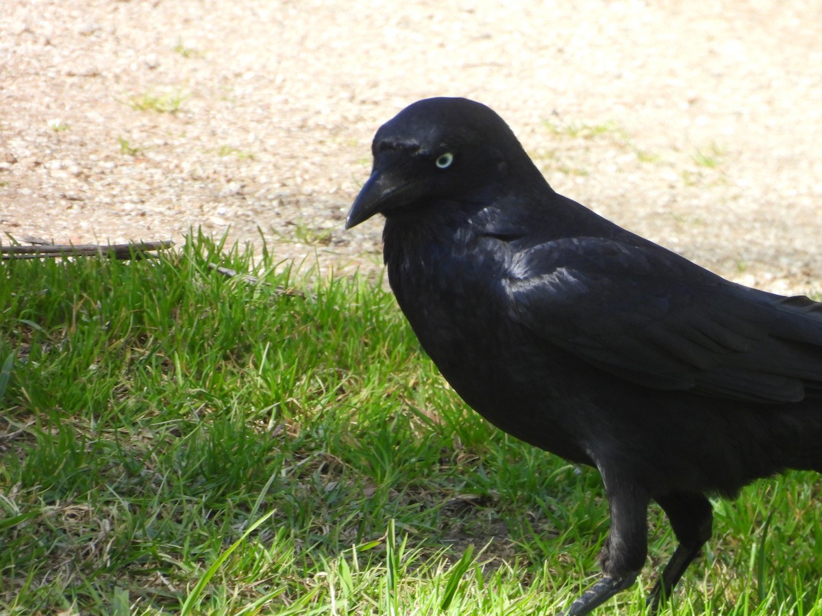 Little Raven - ML642049687