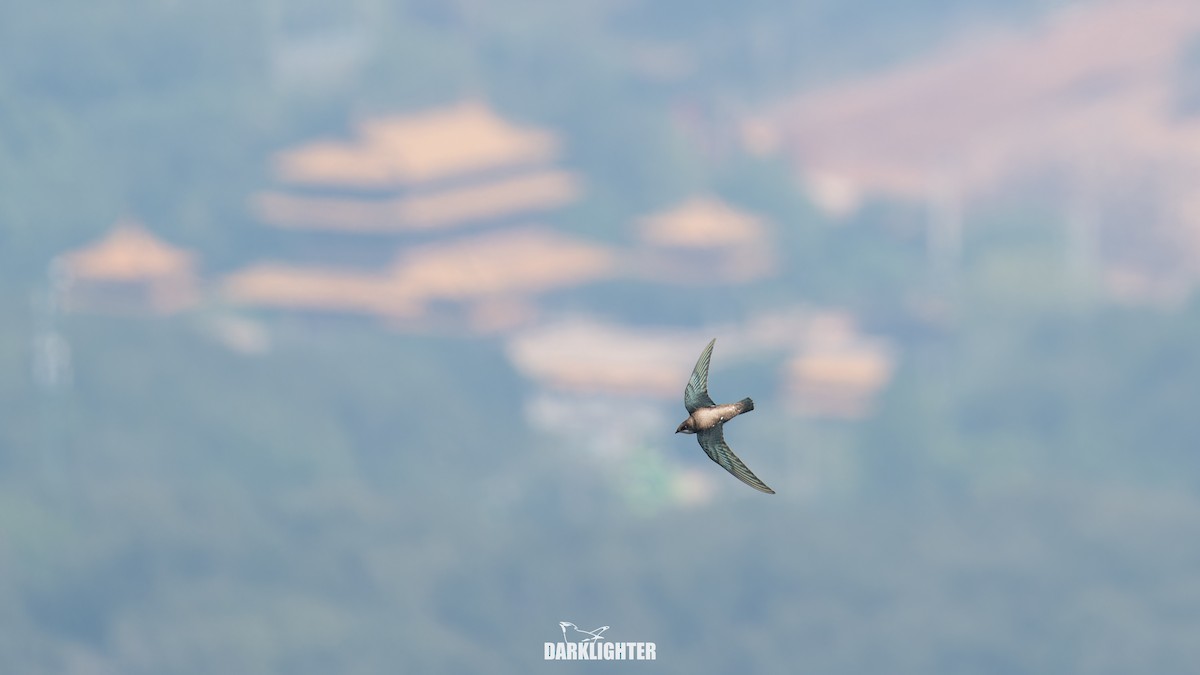 White-throated Needletail - ML642049688