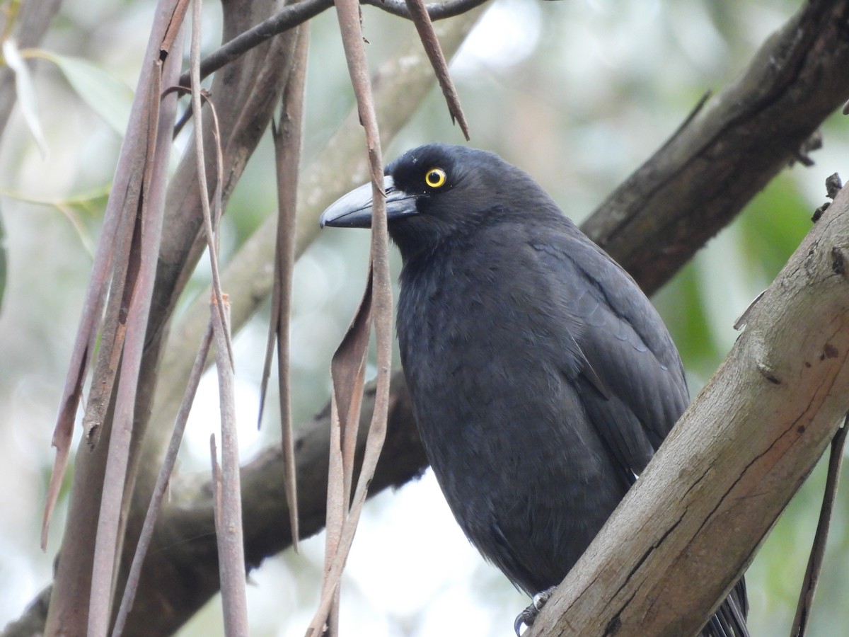 Pied Currawong - ML642049689