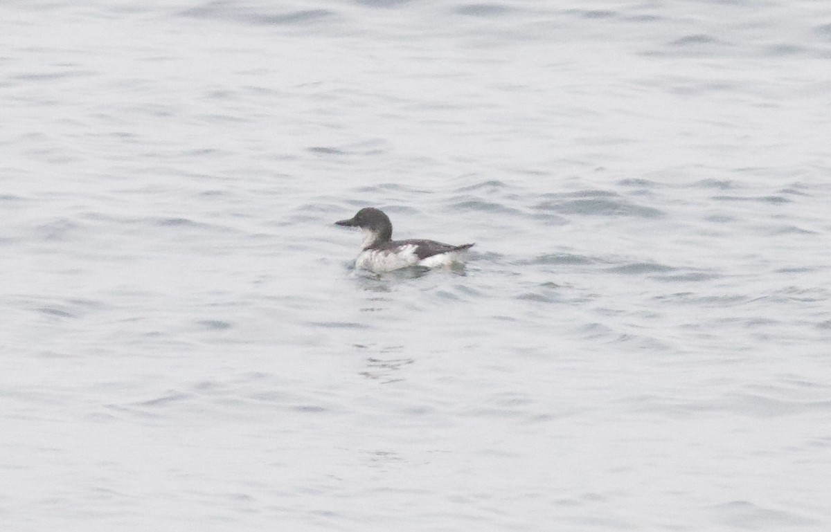 Pigeon Guillemot - ML642049695