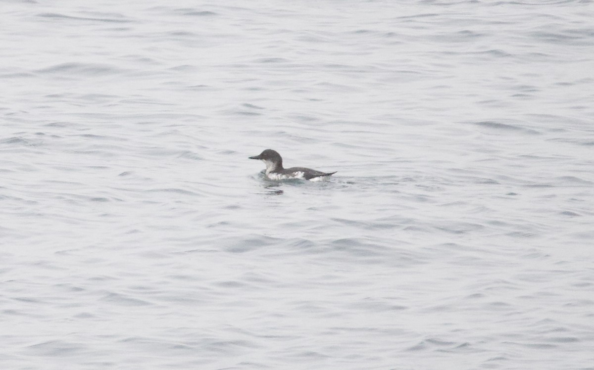 Pigeon Guillemot - ML642049696