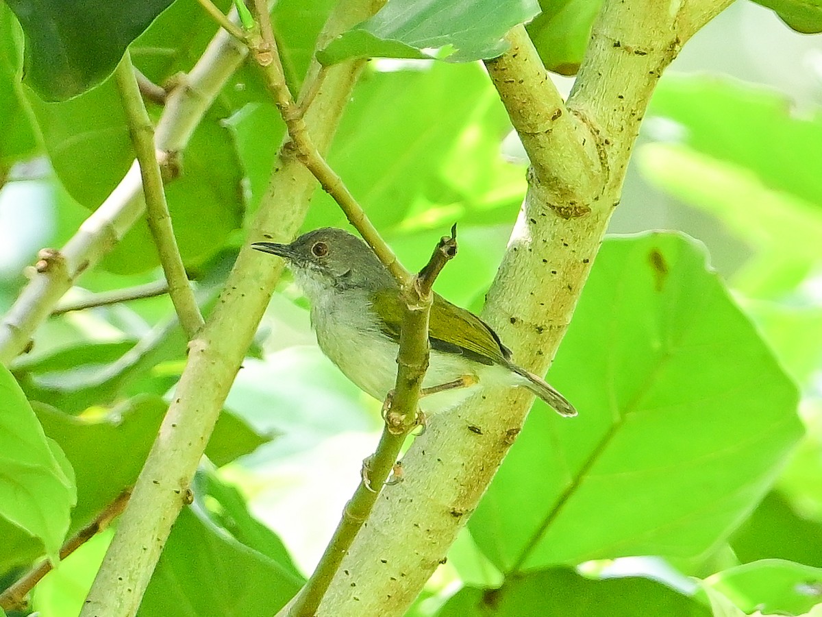 Green-backed Camaroptera (Gray-backed) - ML642049700