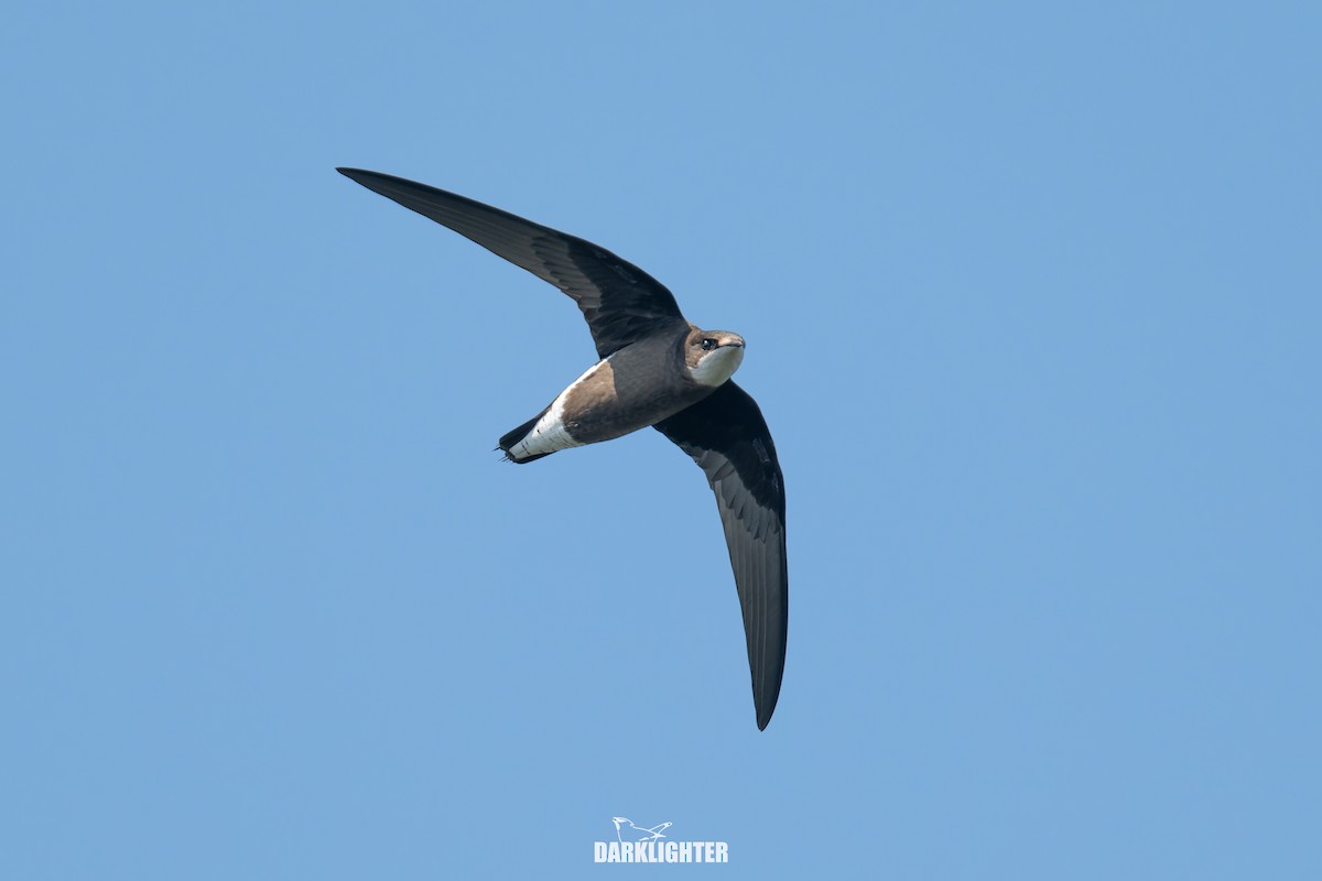 White-throated Needletail - ML642049701