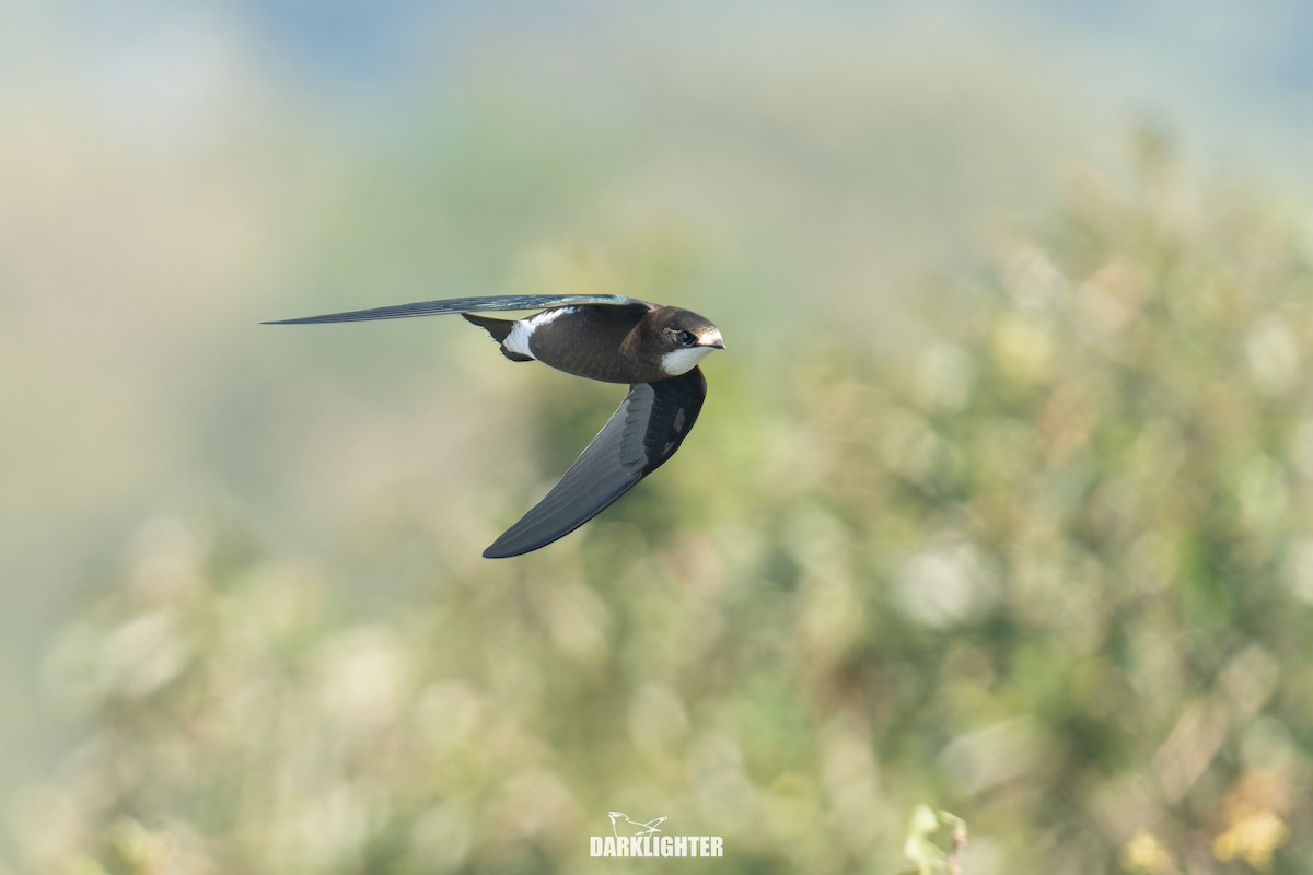 White-throated Needletail - ML642049702