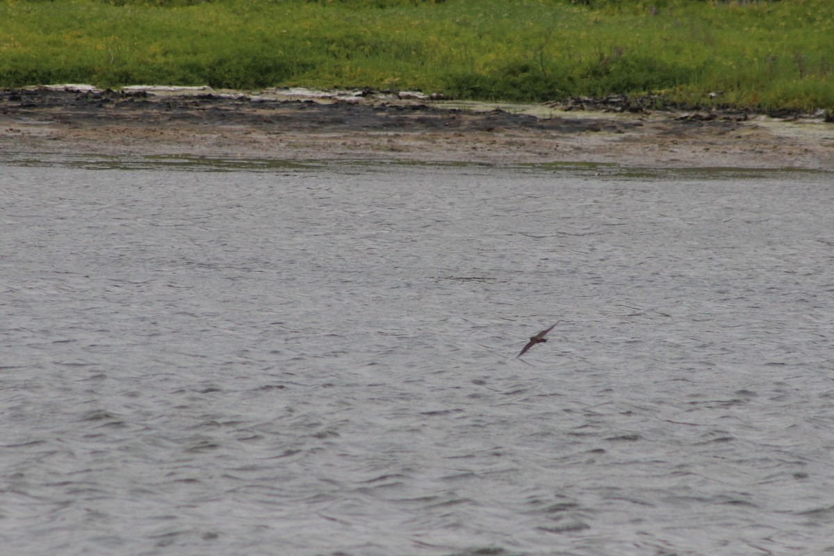 Northern Rough-winged Swallow - ML642049703