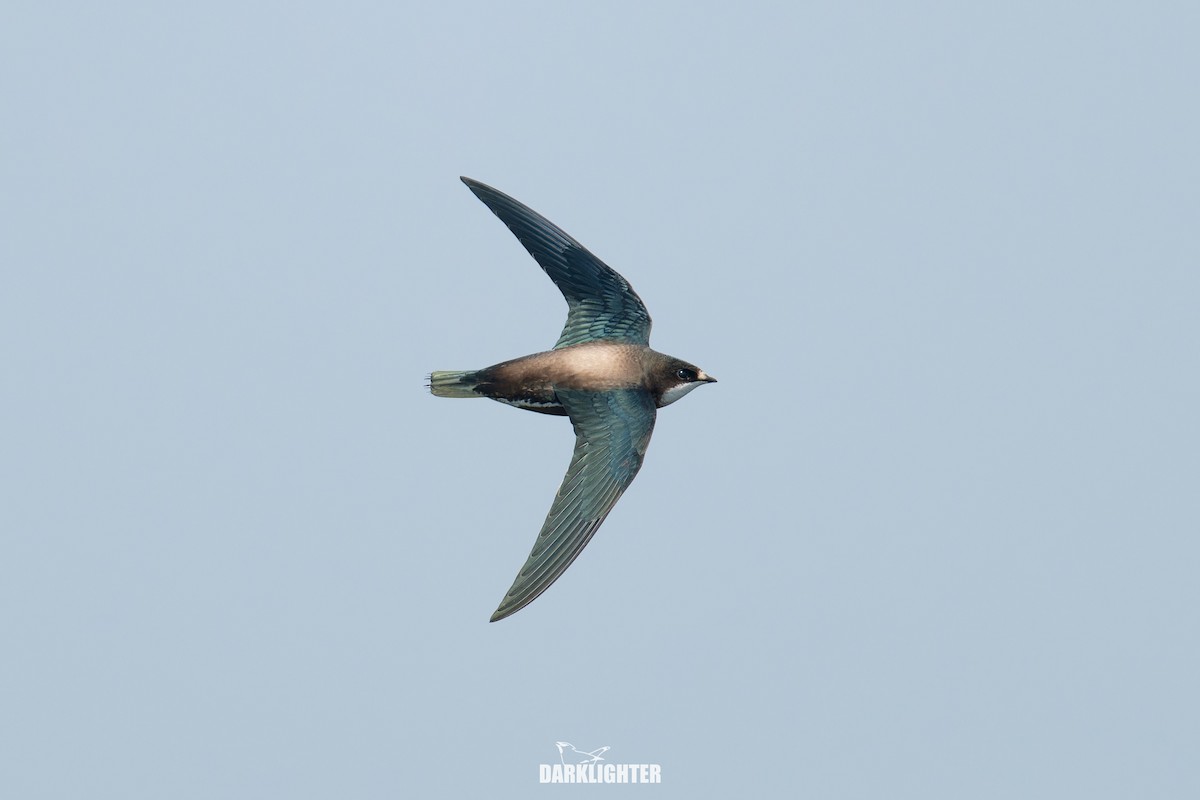 White-throated Needletail - ML642049705
