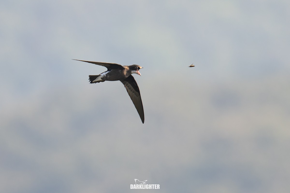White-throated Needletail - ML642049707