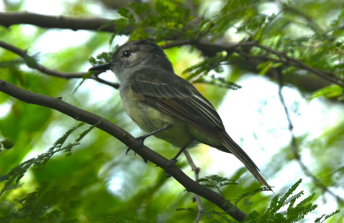 Hispanyola Sinekkapanı - ML642049708