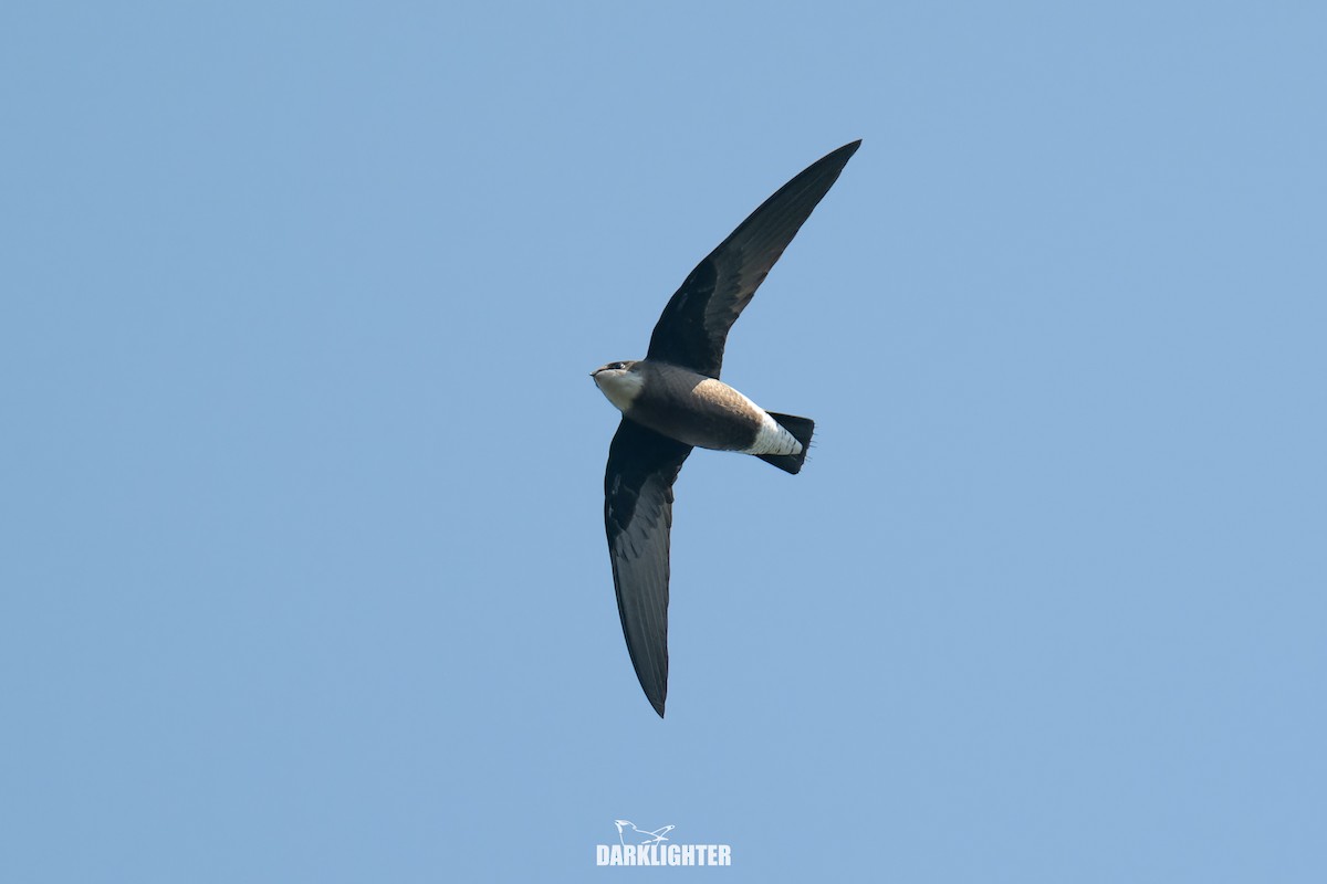 White-throated Needletail - ML642049718