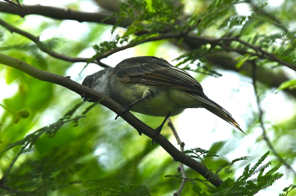 Hispanyola Sinekkapanı - ML642049719