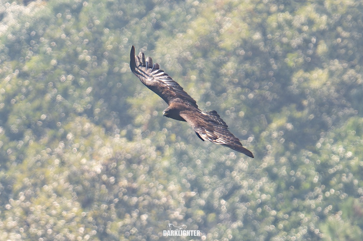 Black Eagle - ML642049720