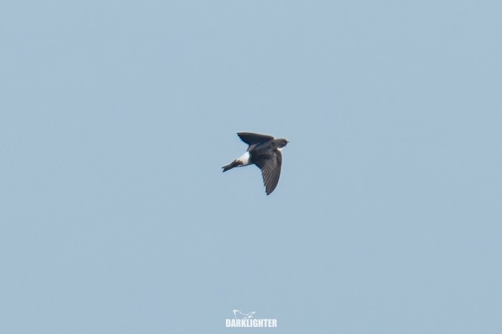 Asian House-Martin - ML642049723