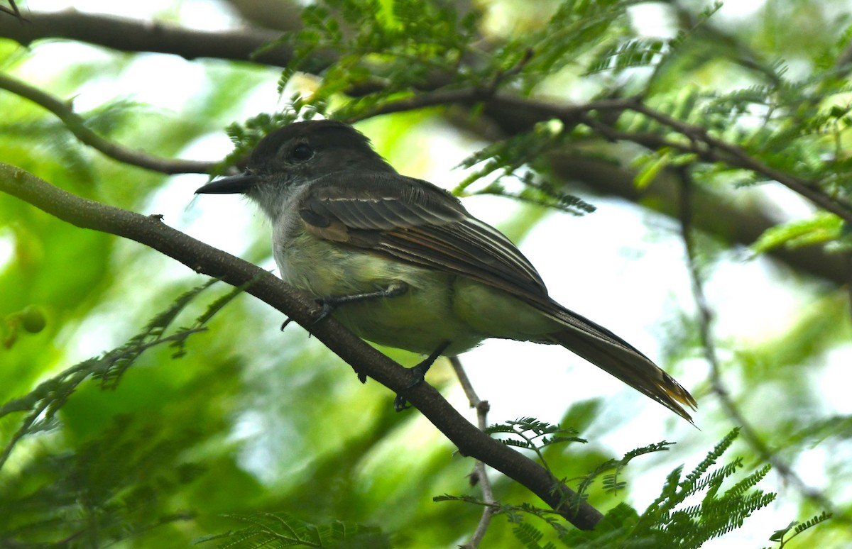 Hispanyola Sinekkapanı - ML642049725