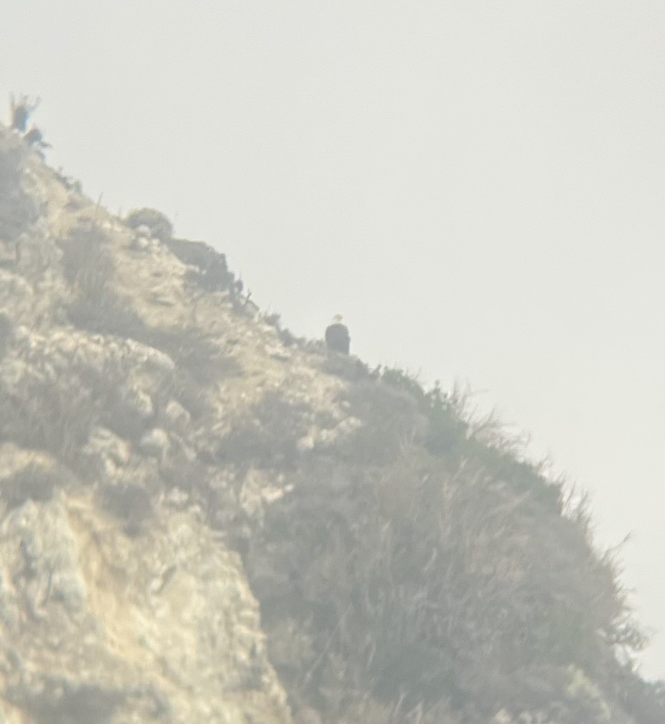 Bald Eagle - ML642049727