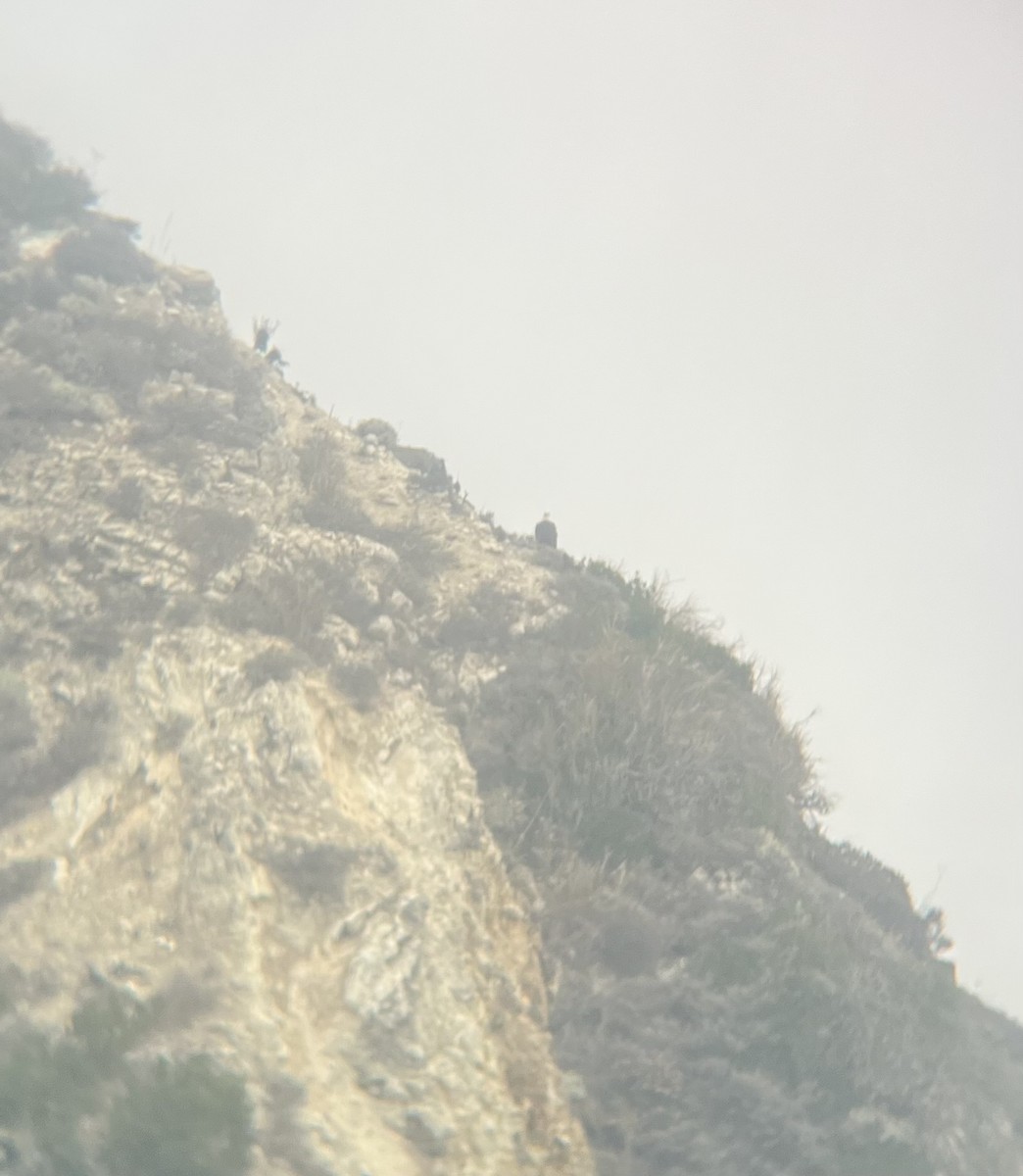 Bald Eagle - ML642049728