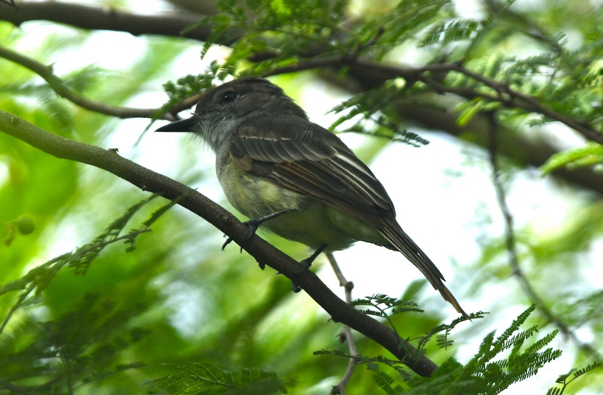 Hispanyola Sinekkapanı - ML642049732