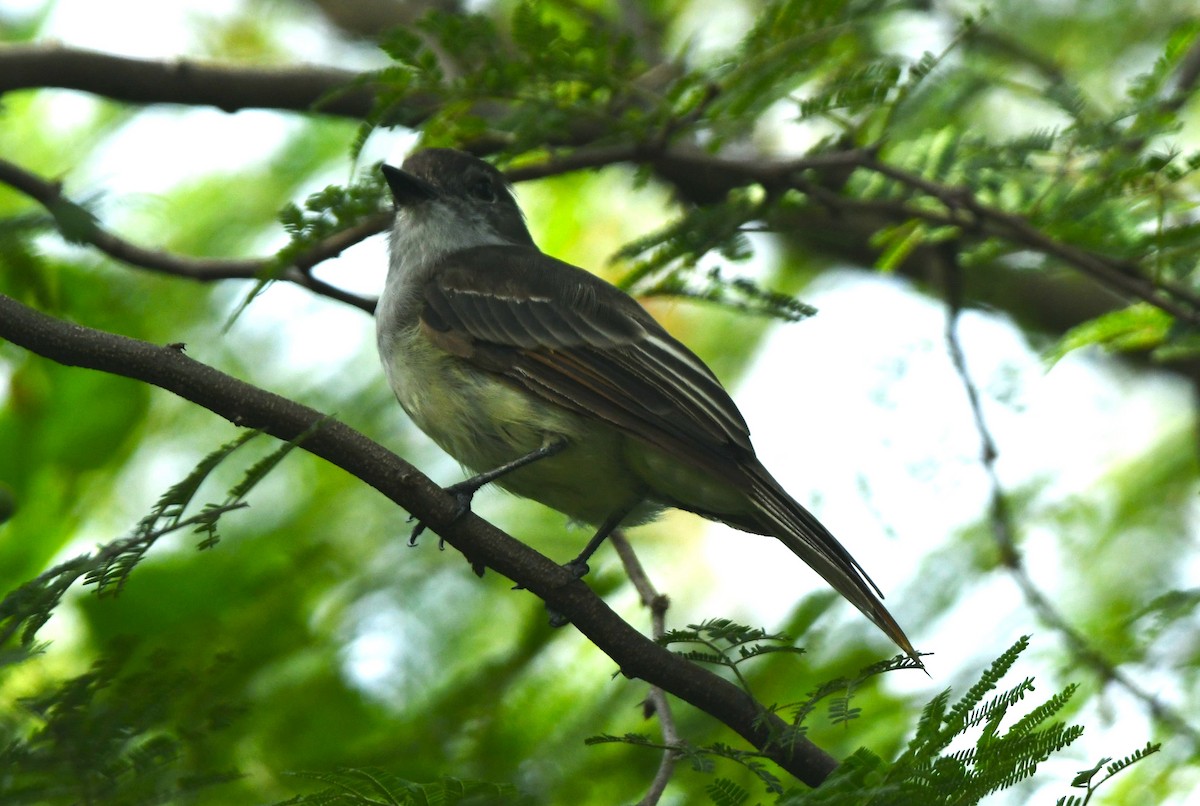 Hispanyola Sinekkapanı - ML642049733