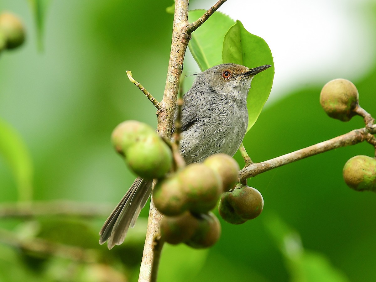 Long-billed Tailorbird - ML642049752
