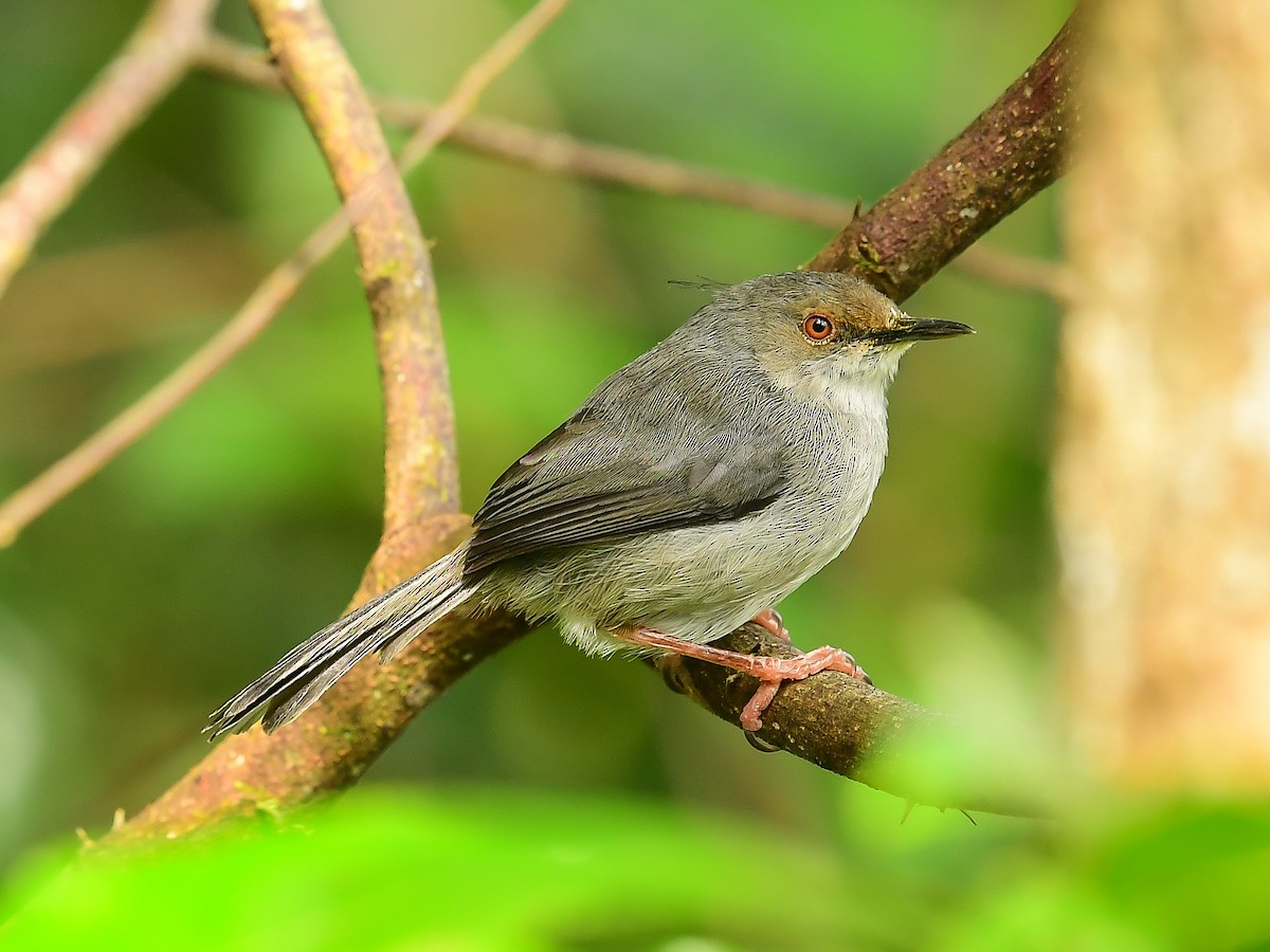 Long-billed Tailorbird - ML642049753