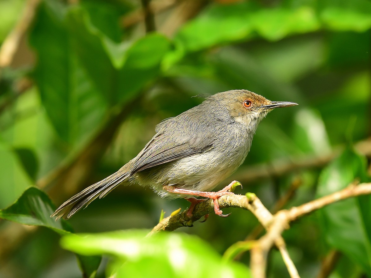 Long-billed Tailorbird - ML642049754