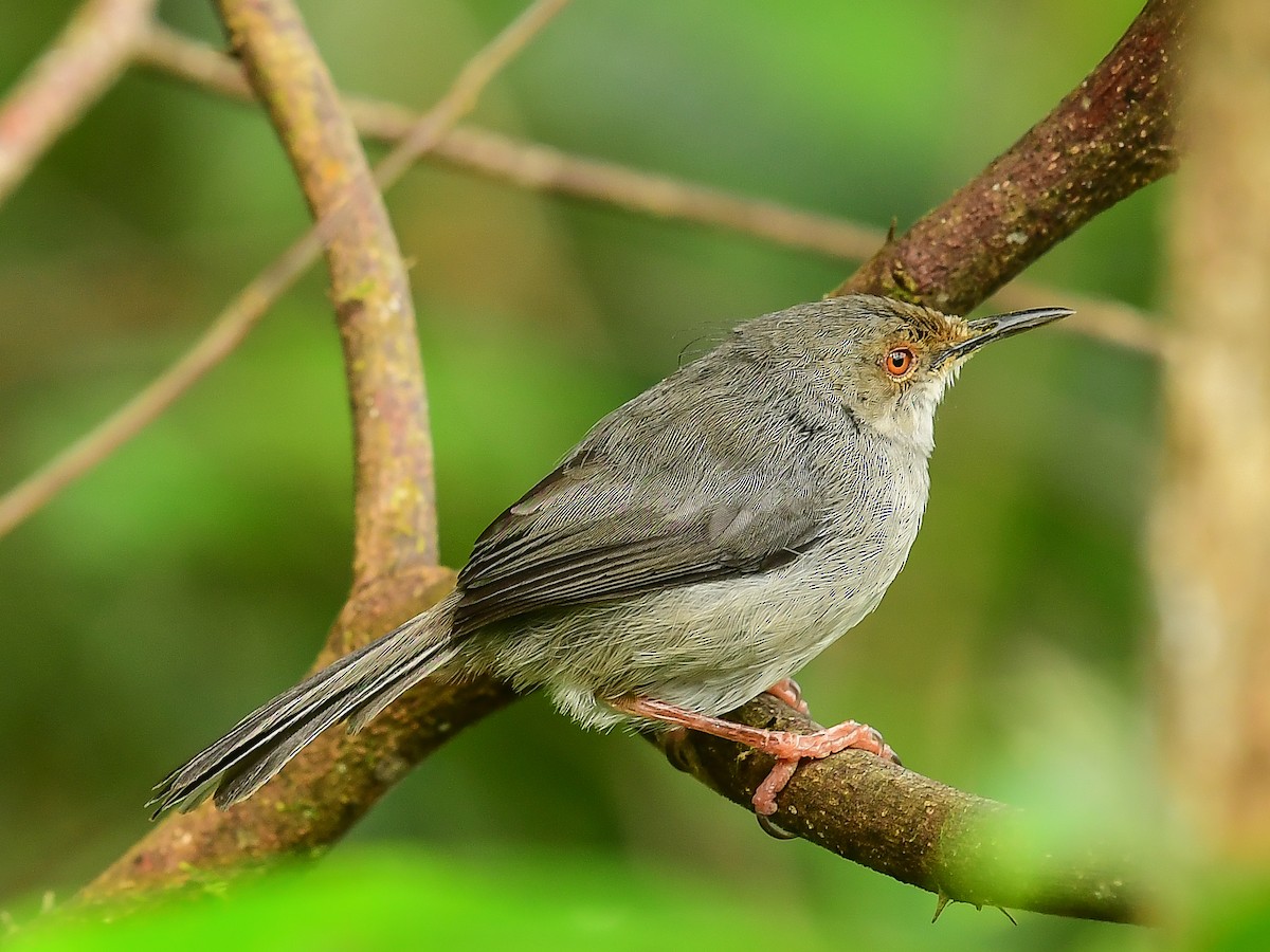 Long-billed Tailorbird - ML642049755
