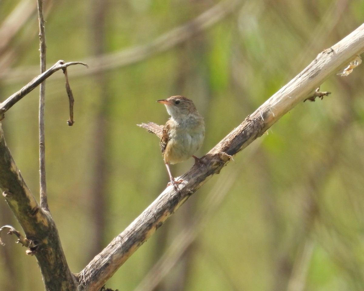 Grass Wren (Northern) - ML642049767