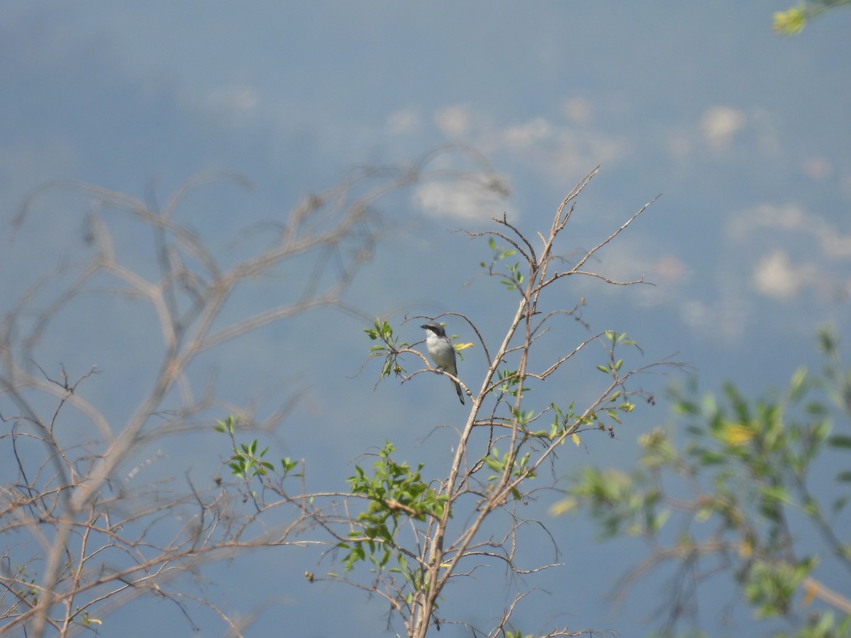 Loggerhead Shrike - ML642049772