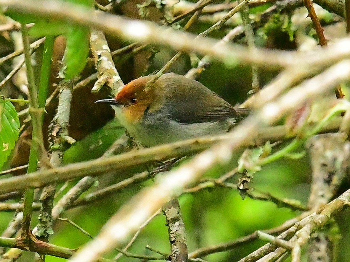 アフリカサイホウチョウ - ML642049786