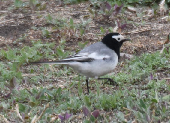 White Wagtail - ML642049803