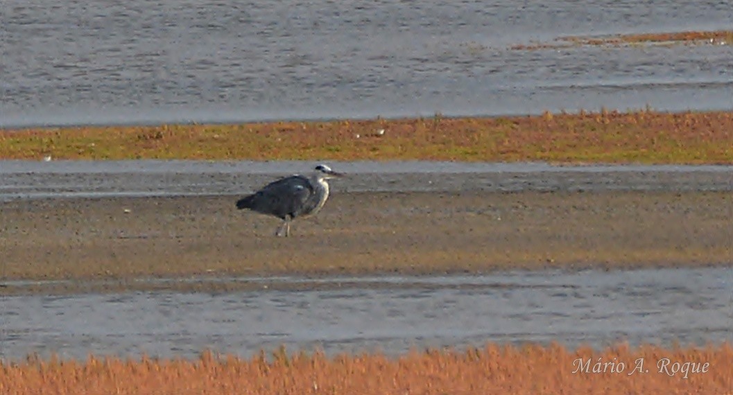 Garza Real - ML642049812